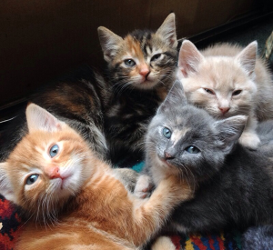 Simbolismo Das Cores Dos Gatos Lar Doce Lar