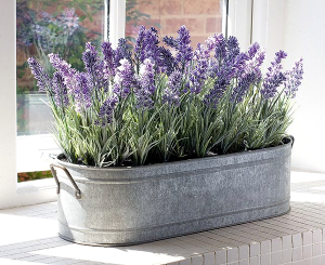 Como Cultivar Lavanda Em Vaso Lar Doce Lar