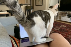 Home Office com Pet