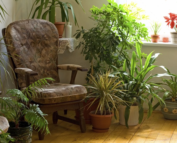 plantas para cultivar dentro de casa