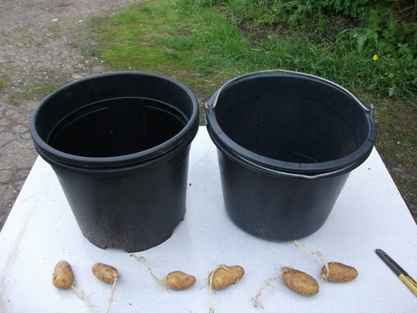 plantar batatas em vasos