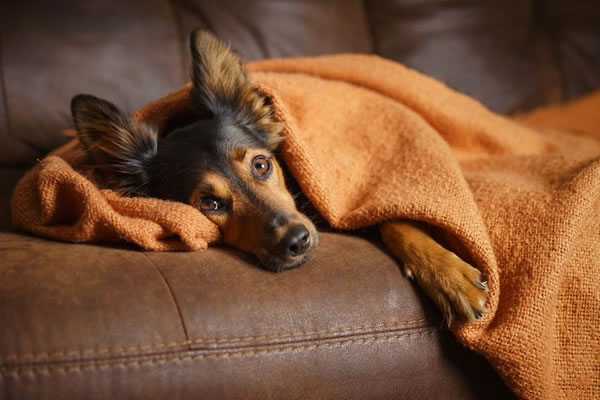 Assim como acontece conosco, o estresse também afeta o sono dos cães