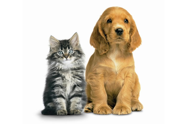 4 dicas para facilitar a escovação de animais de estimação