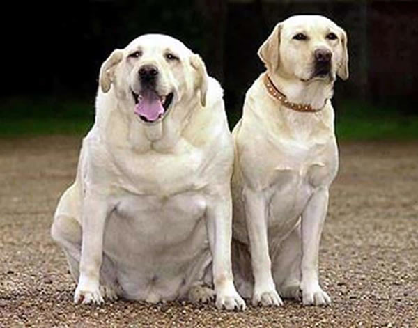 obesidade canina