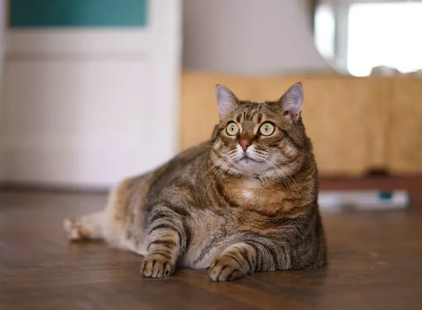 obesidade em gatos