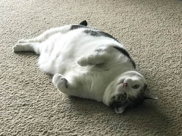 Gato obeso - obesidade em gatos