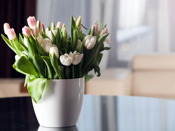 como cultivar tulipas em vasos