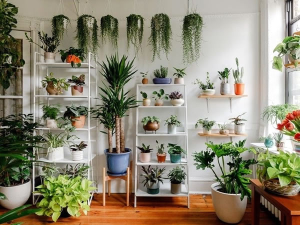 benefícios de utilizar plantas na decoração da forma correta