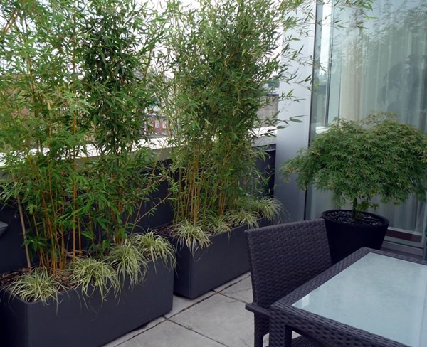 cultivar bambu dentro de casa - na varanda