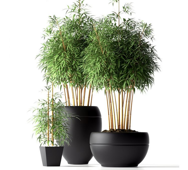 cultivar bambu dentro de casa