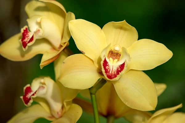 significado espiritual das orquídeas amarelas
