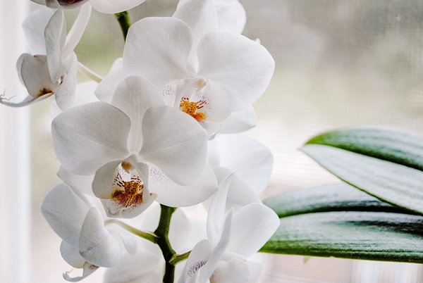 Significado espiritual, simbolismo e mitologia das orquídeas - Lar, Doce Lar