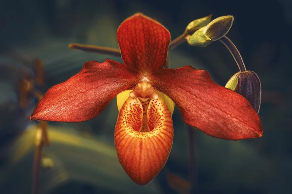 Orquídea Laranja