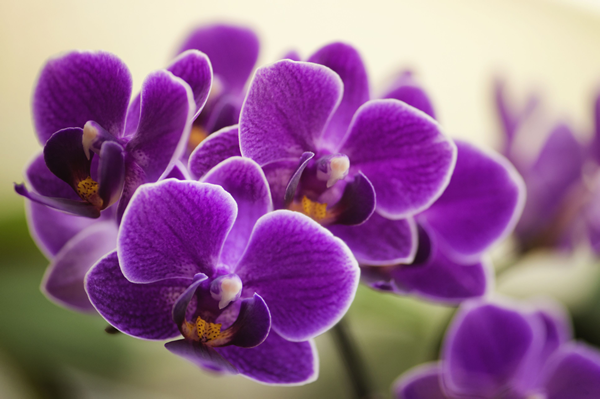 Significado espiritual, simbolismo e mitologia das orquídeas - Lar, Doce Lar