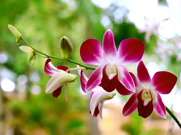 significado espiritual das orquídeas