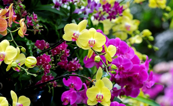 significado espiritual das orquídeas