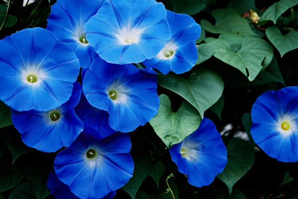 petúnias azuis