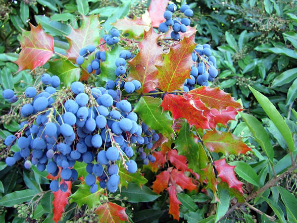 Como plantar e como cuidar da Uva do Oregon (Mahonia aquifolium)