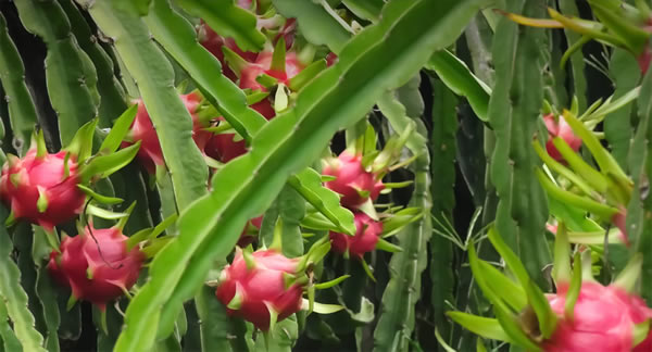 pitaya com frutas