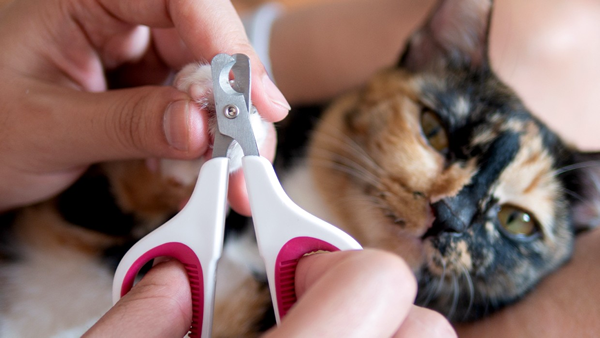 cortar as unhas de um gato