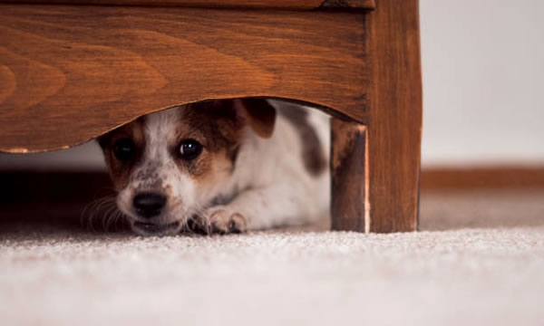cachorro com medo embaixo da cama