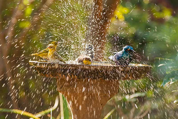 pássaros se banhando