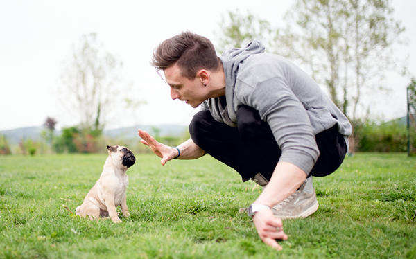 homem ensinando cachorro