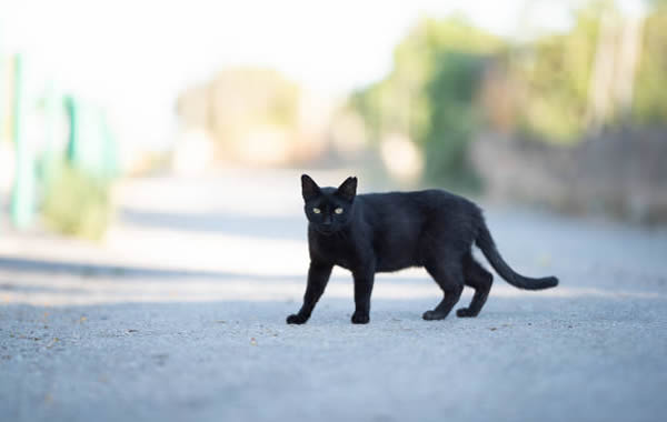 gato preto no caminho
