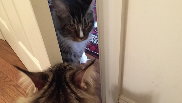 adaptando dois gatos pela porta