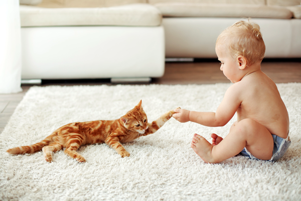 preparar um gato para um bebê - gato e bebê