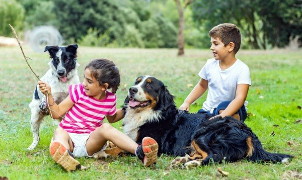 Cachorros Dóceis - Bernese com Criança