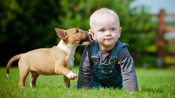 Bull Terrier com Criança