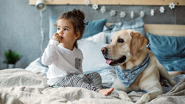 Cachorros Dóceis - Labrador com Criança