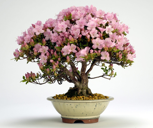 bonsai de azaleia