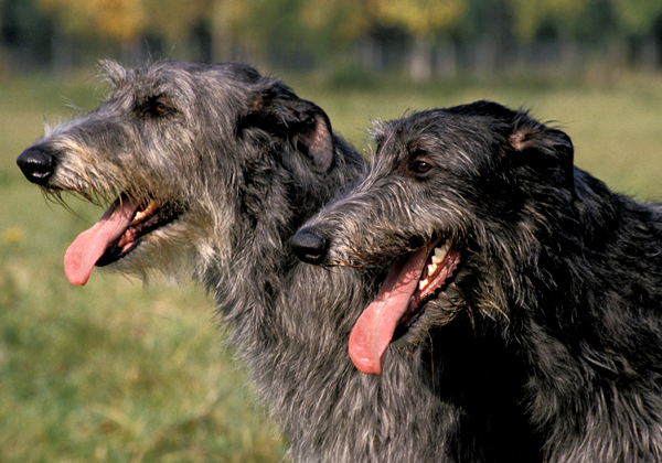 Cães que não latem - Galgo Escocês (Deerhound)