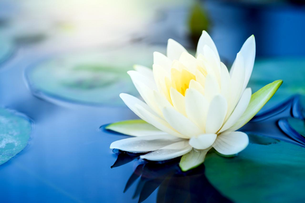 significado da flor de lótus - branca