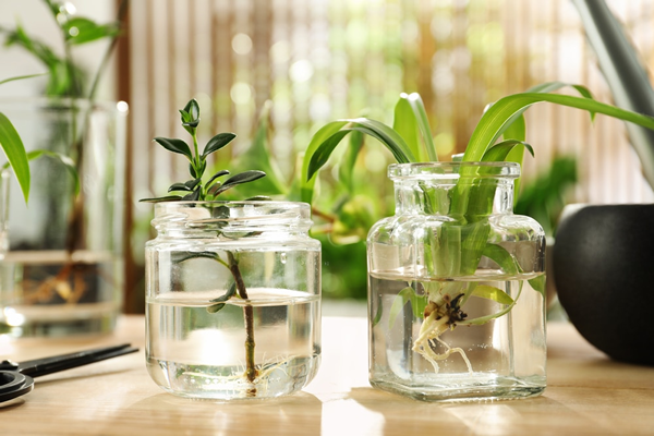 plantas em vasos com água
