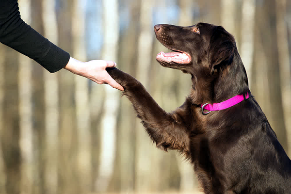 Como treinar um cachorro - cão dando a pata