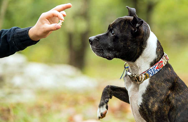 Como treinar um cachorro - petisco