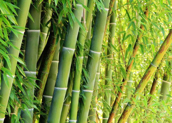 Bambu - significado espiritual - capa