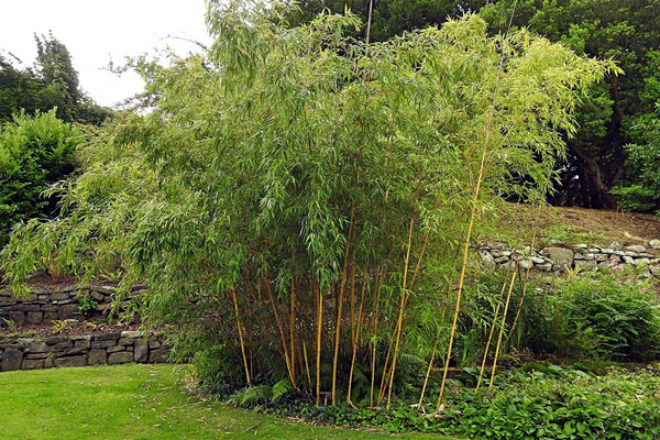 Bambu - significado espiritual - jardim