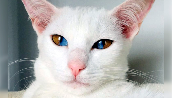 Gatos com olhos de duas cores - duas cores no mesmo olho