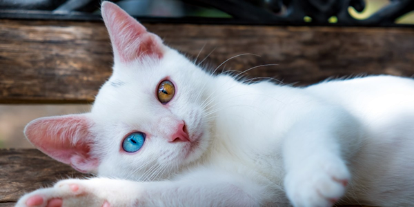 Gatos com olhos de duas cores - gatinho branco