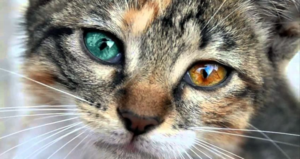 Gatos com olhos de duas cores - gato malhado