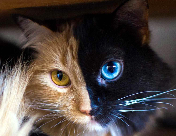 Gatos com olhos de duas cores