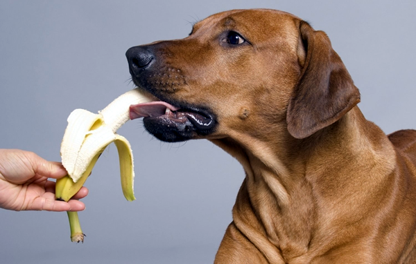 Que frutas cachorros podem comer - banana