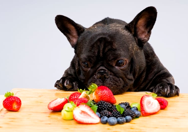 Que frutas cachorros podem comer - capa