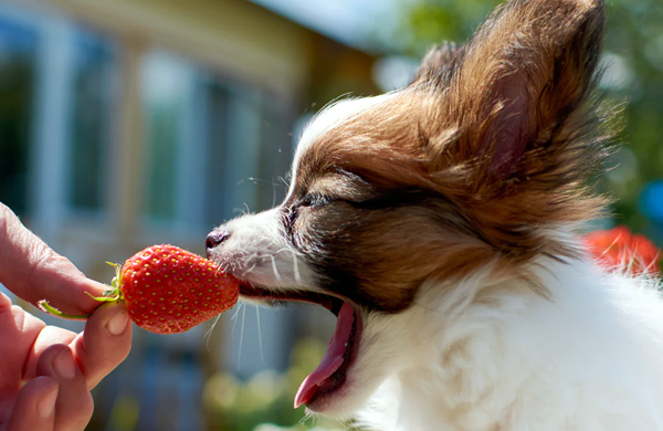 Que frutas cachorros podem comer - morango