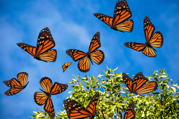 borboletas-monarcas
