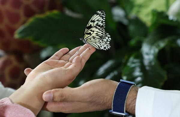 borboleta pousada na mão